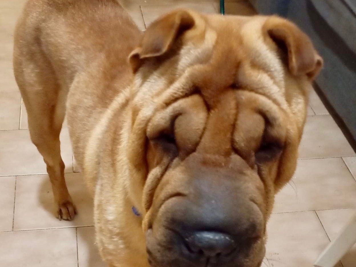 Adotta un cane, maschio, 2 anni  e 3 mesi , Milano