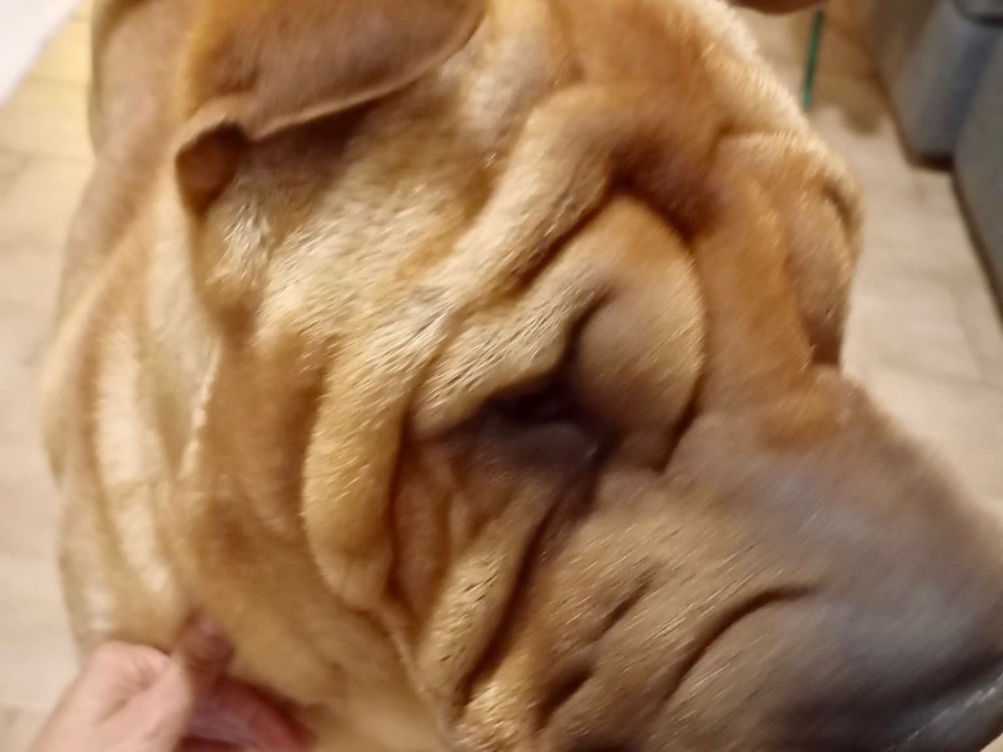 Adotta un cane, taglia media, maschio, Milano