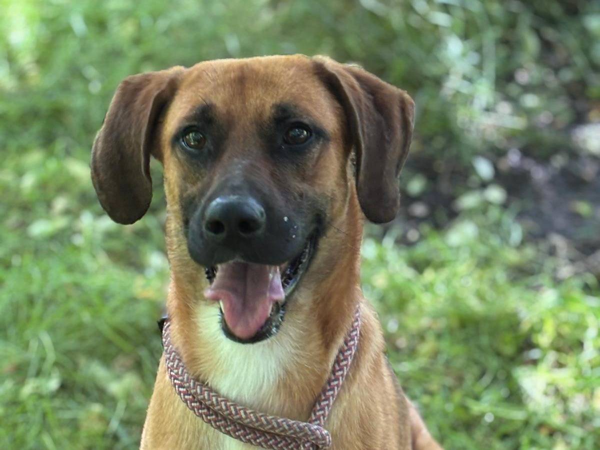 Adotta un cane, maschio, 1 anno e 5 mesi , Latina