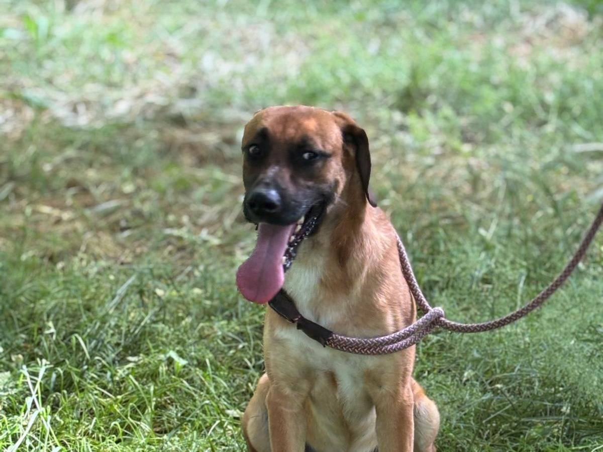 Adotta un cane, taglia media, maschio, Latina