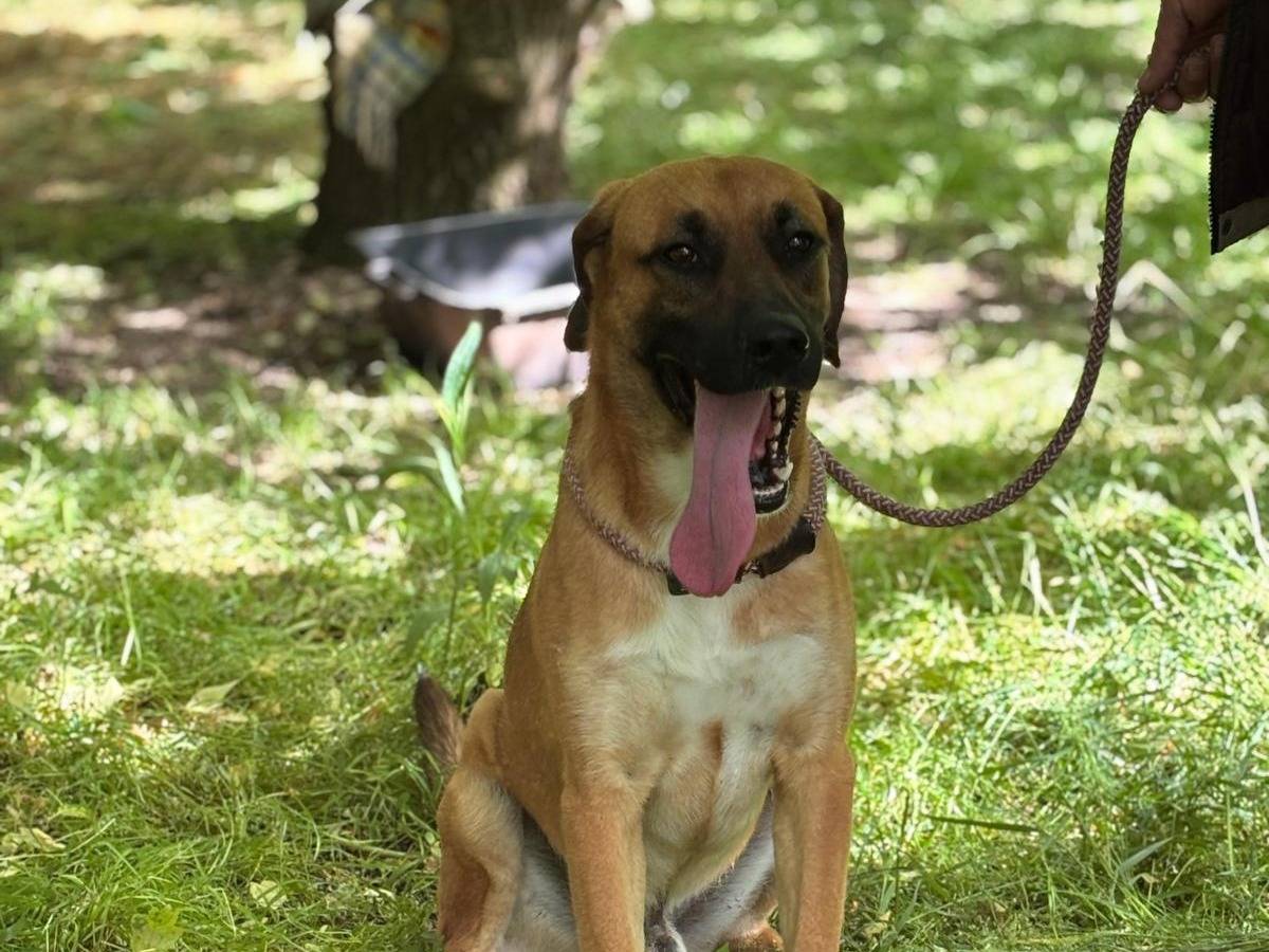 Vuoi adottare un cane a Latina?