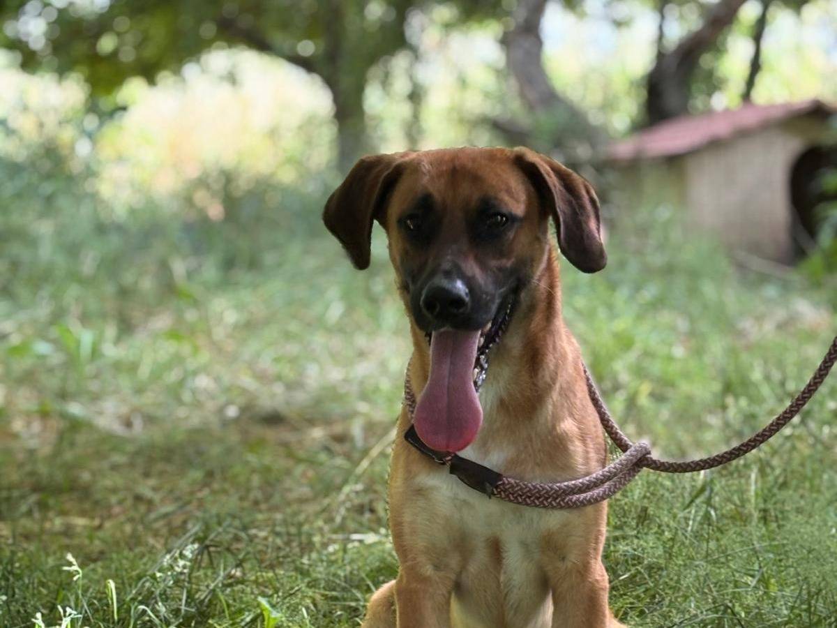 Adotta il cane Freddy a Latina