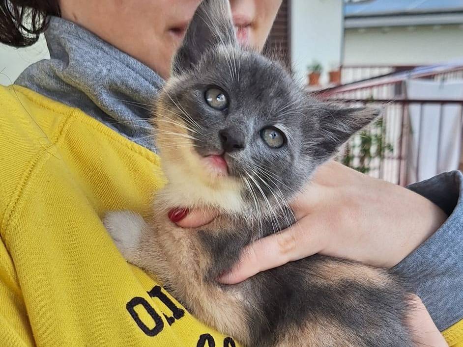 Foto dell'animale