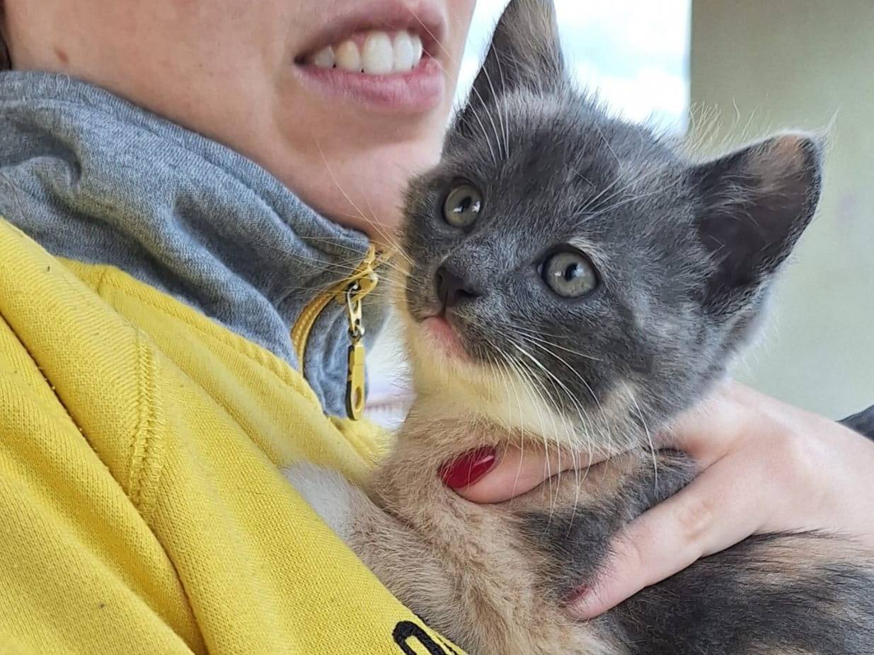 Adotta un gatto, femmina, 1 mesi, Milano