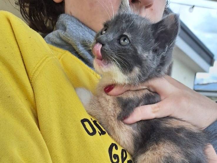 Adotta un gatto, taglia non valida, femmina, Milano