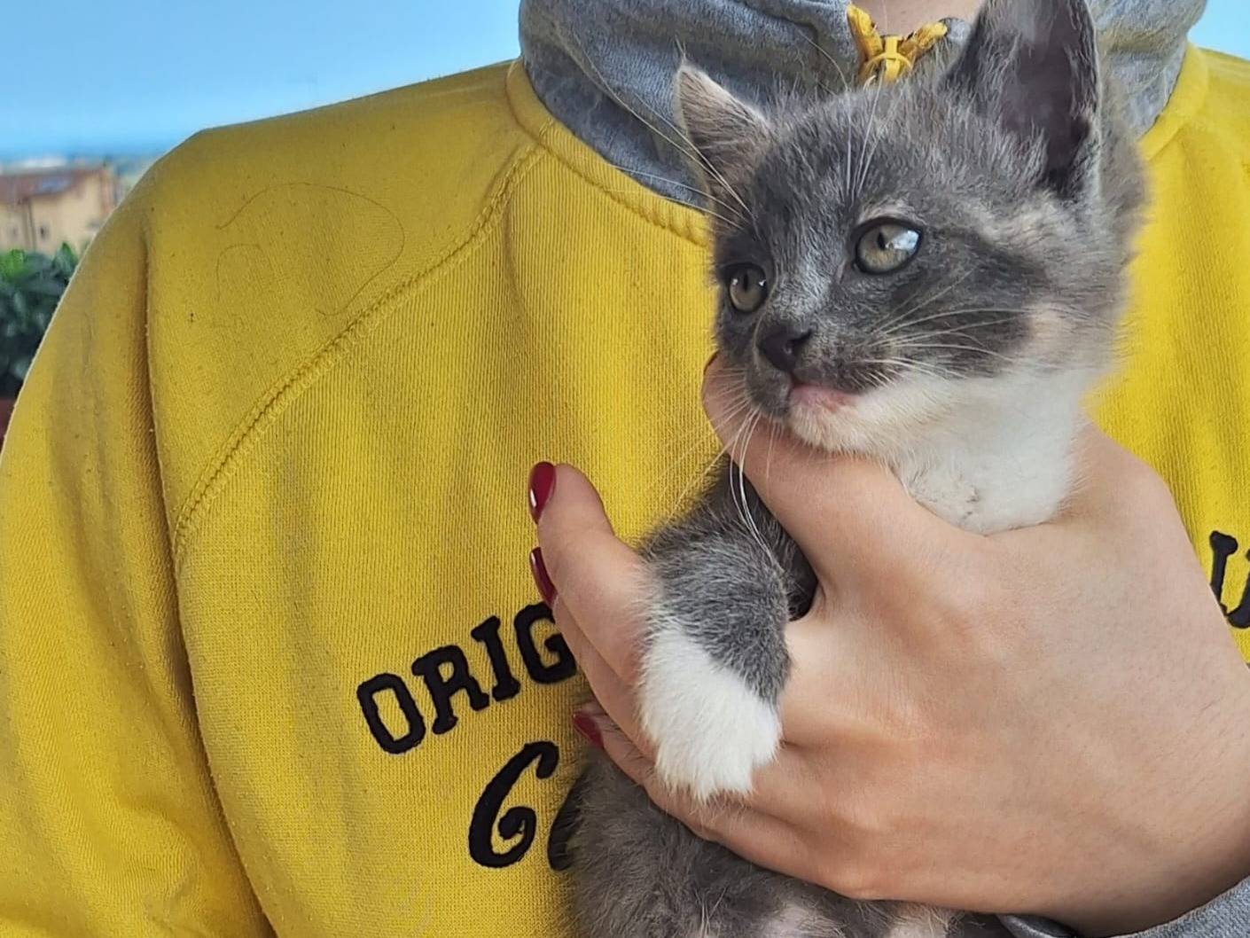 Vuoi adottare un gatto a Milano?