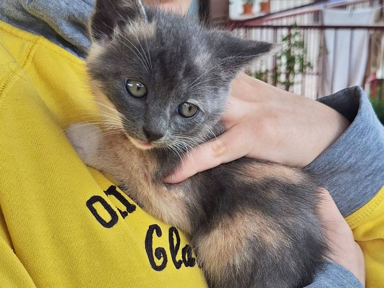 Adotta il gatto Cordelia figlia dell amore a Milano