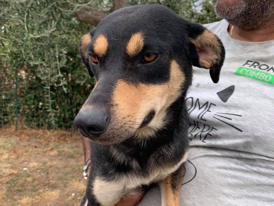 Foto dell'animale