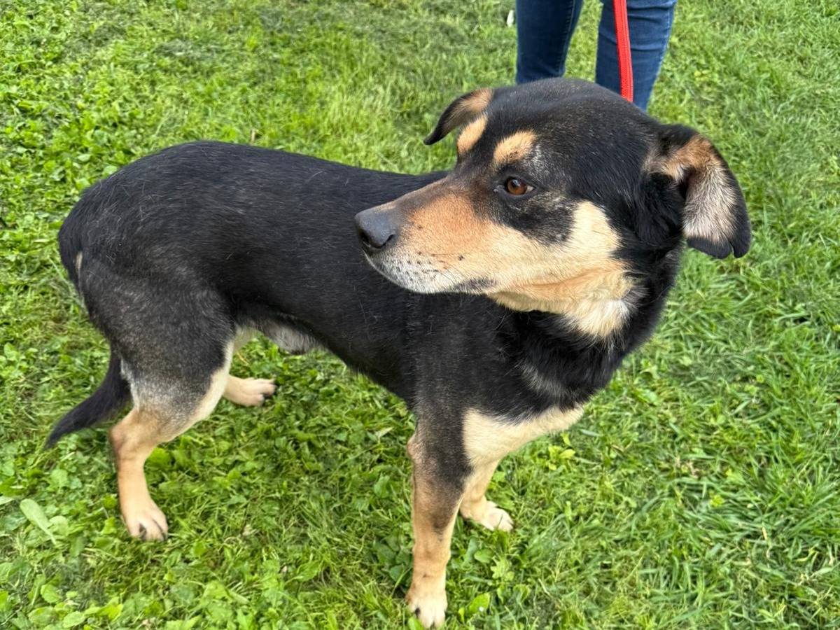 Adotta un cane, maschio, 5 anni  e 8 mesi , Matera