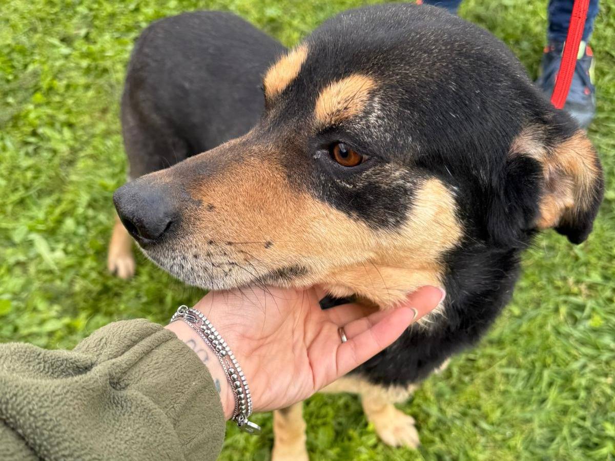 Adotta un cane, taglia media, maschio, Matera