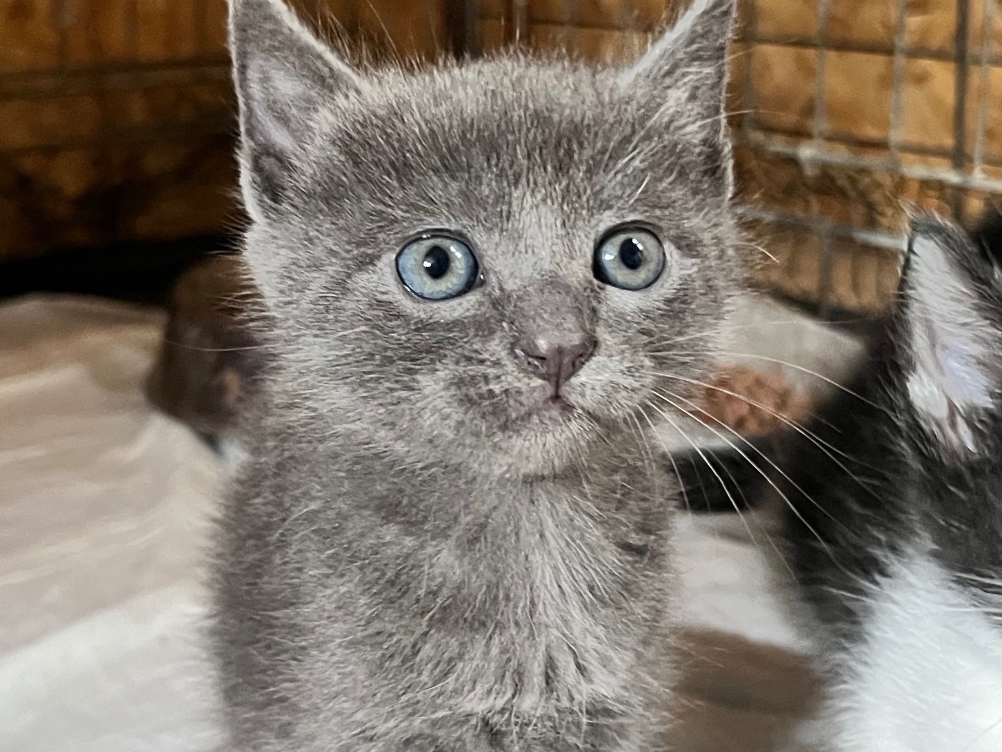 Adotta un gatto, femmina, 0 mesi, Bergamo