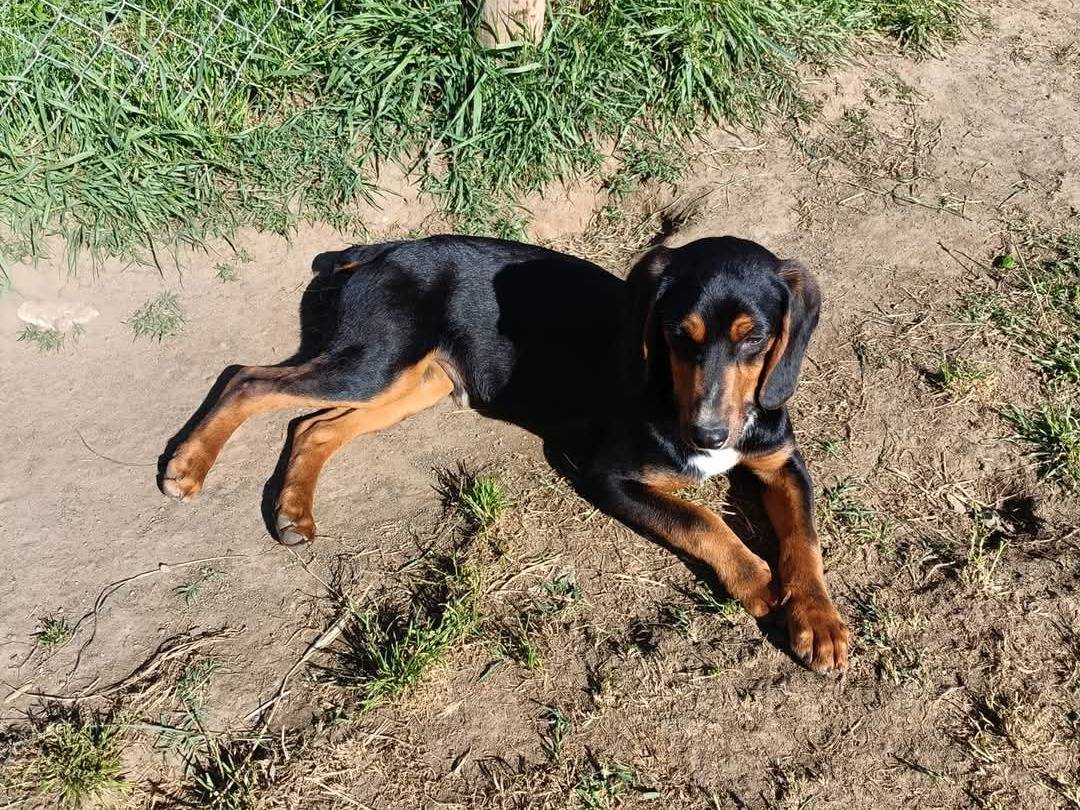 Adotta un cane, maschio, 6 mesi, Viterbo