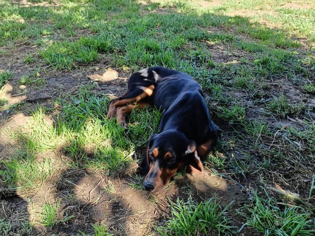 Adotta un cane, taglia media contenuta, maschio, Viterbo