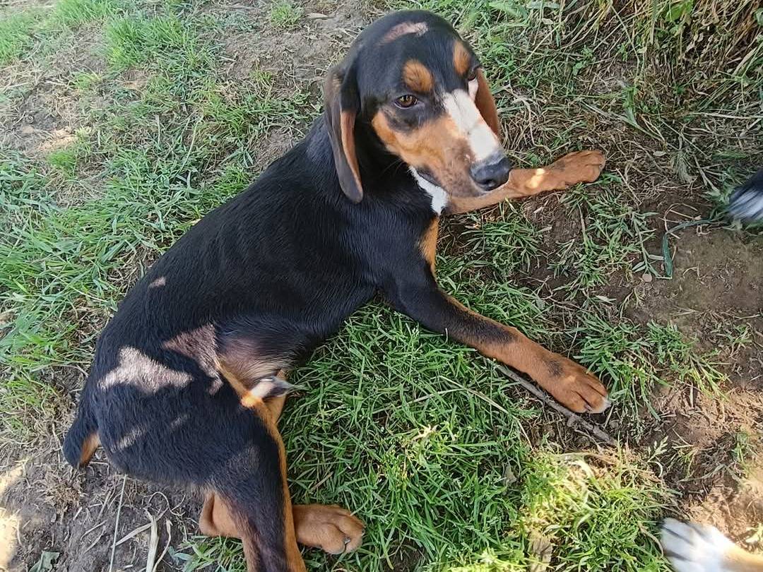 Vuoi adottare un cane a Viterbo?