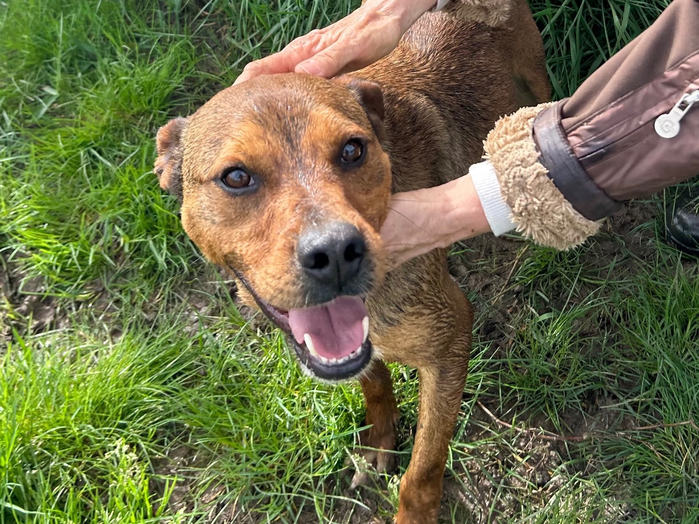 Adotta un cane, maschio, 3 anni  e 2 mesi , Latina