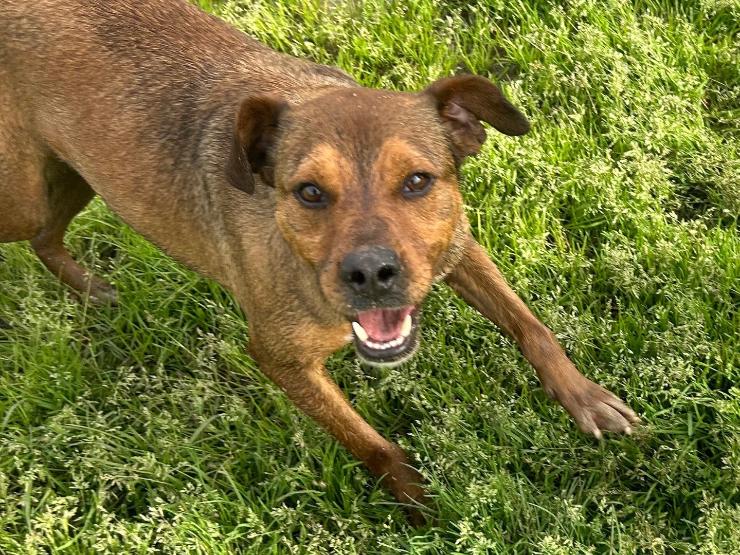 Adotta un cane, taglia media, maschio, Latina