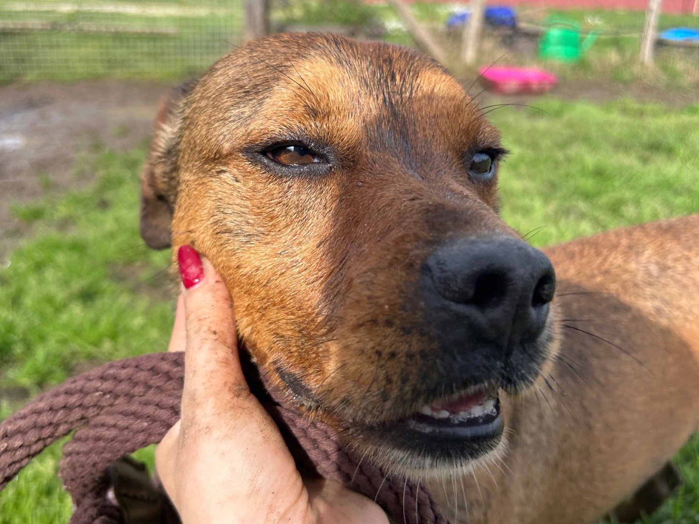 Adotta il cane Mango a Latina