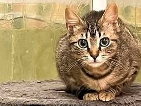 Adotta un gatto, maschio, 6 mesi, Torino