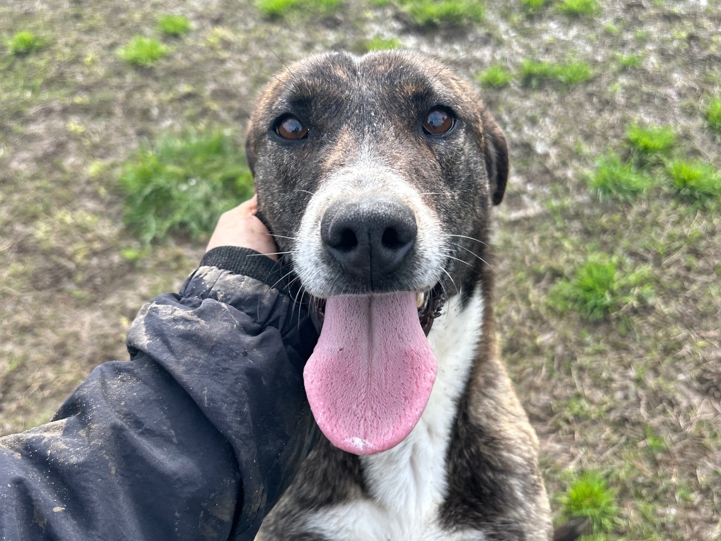 Adotta un cane, femmina, 2 anni  e 7 mesi , Latina