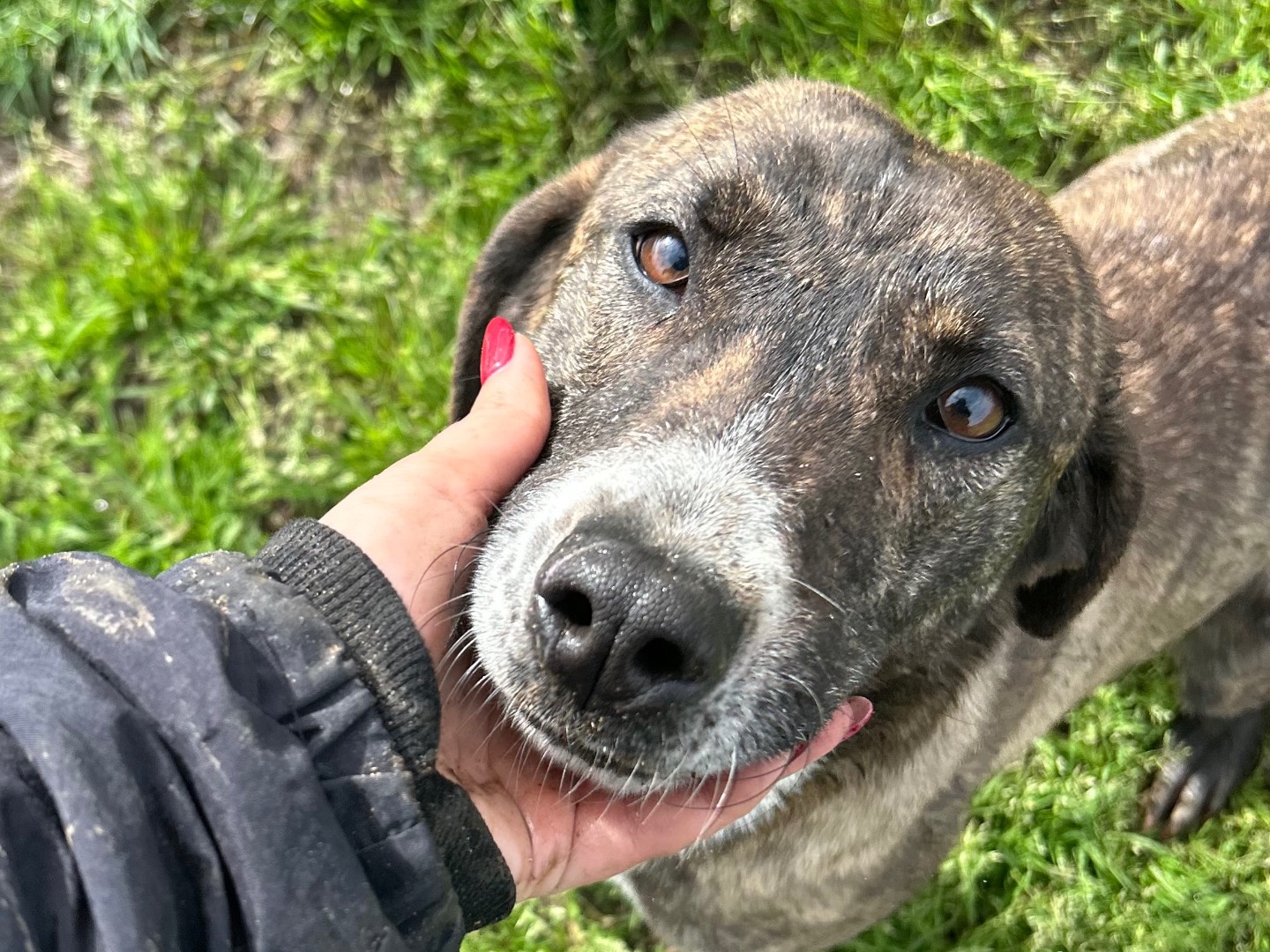 Adotta il cane Zoom a Latina