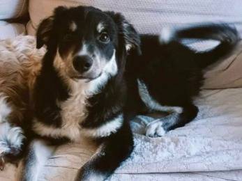 Foto dell'animale