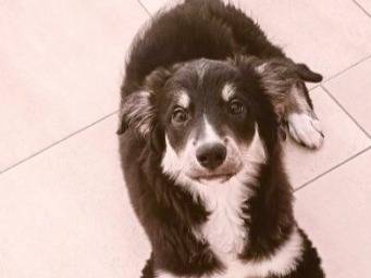 Adotta un cane, maschio, 3 mesi, Foggia
