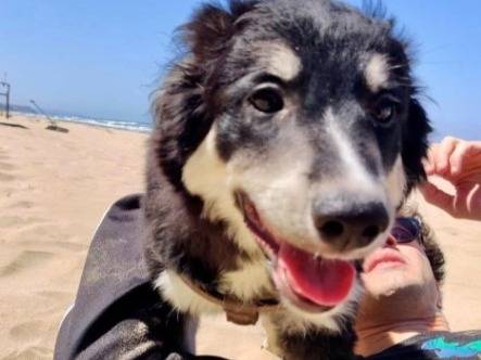 Adotta un cane, taglia media contenuta, maschio, Foggia