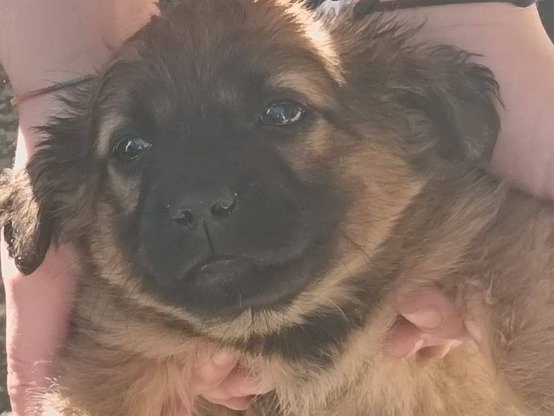 Adotta un cane, femmina, 2 mesi, Frosinone