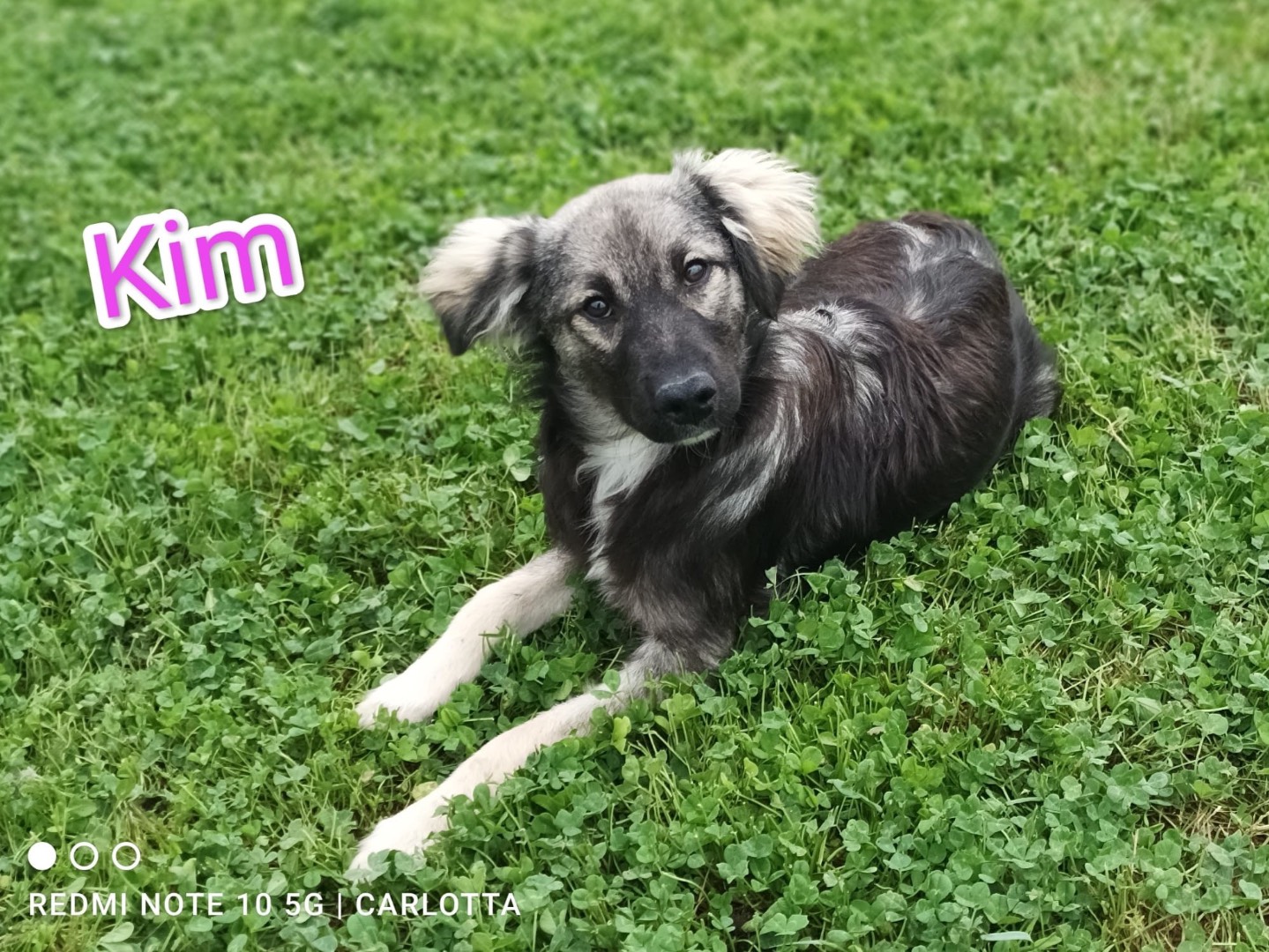 Adozione cane, femmina, Razza sconosciuta Razza sconosciuta, 5 mesi, taglia media contenuta, Cosenza