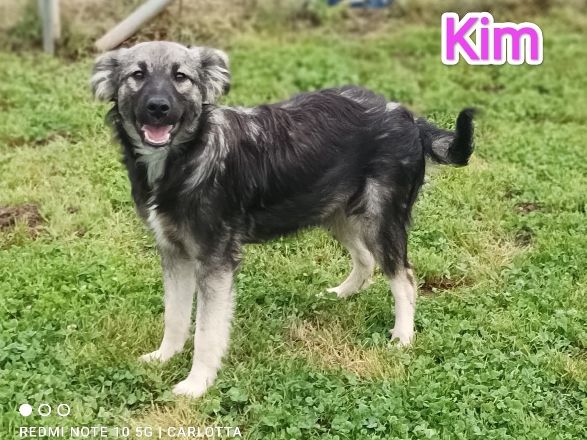 Adotta un cane, femmina, 5 mesi, Cosenza