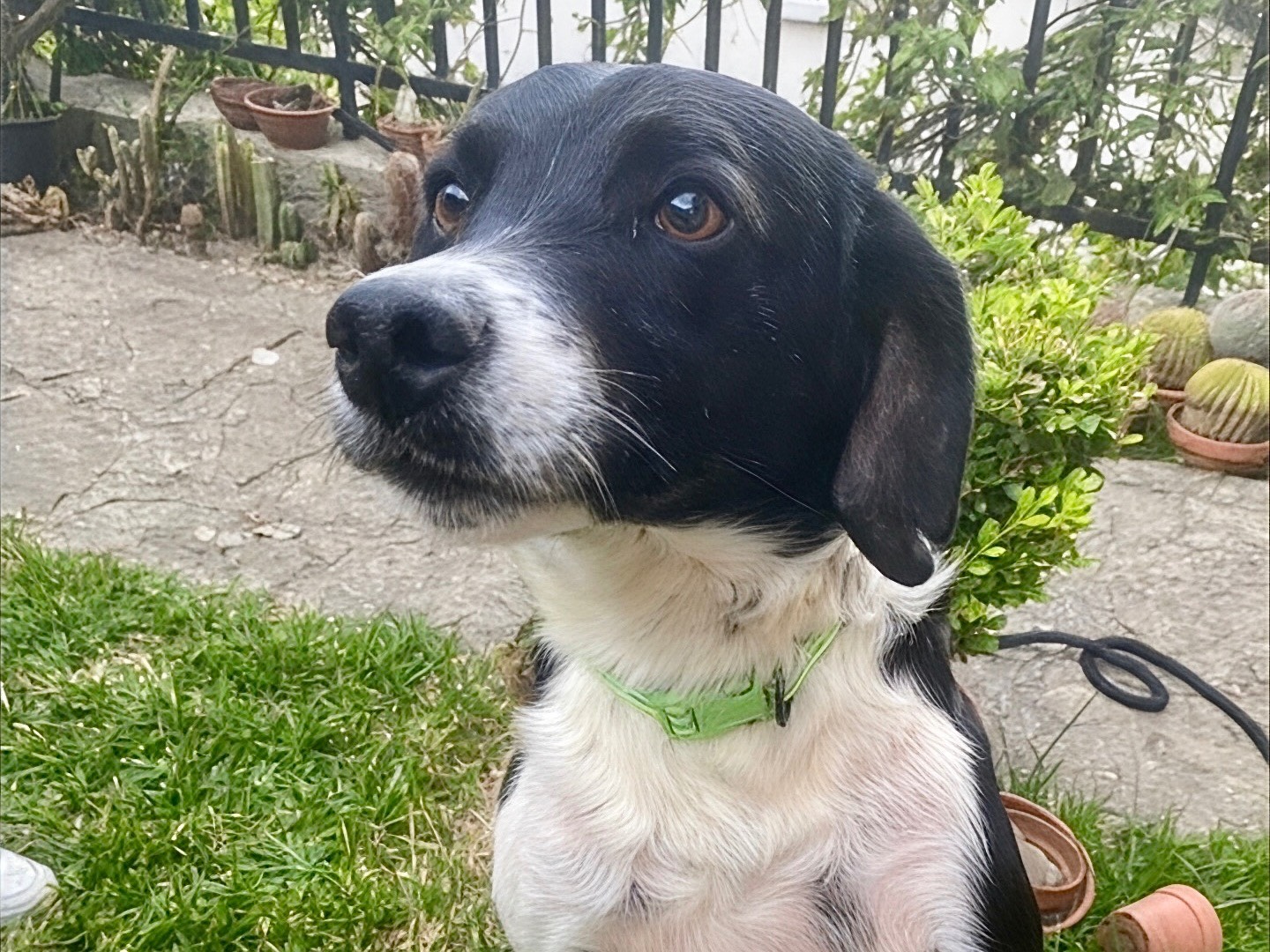 Adotta un cane, maschio, 2 anni  e 4 mesi , Massa