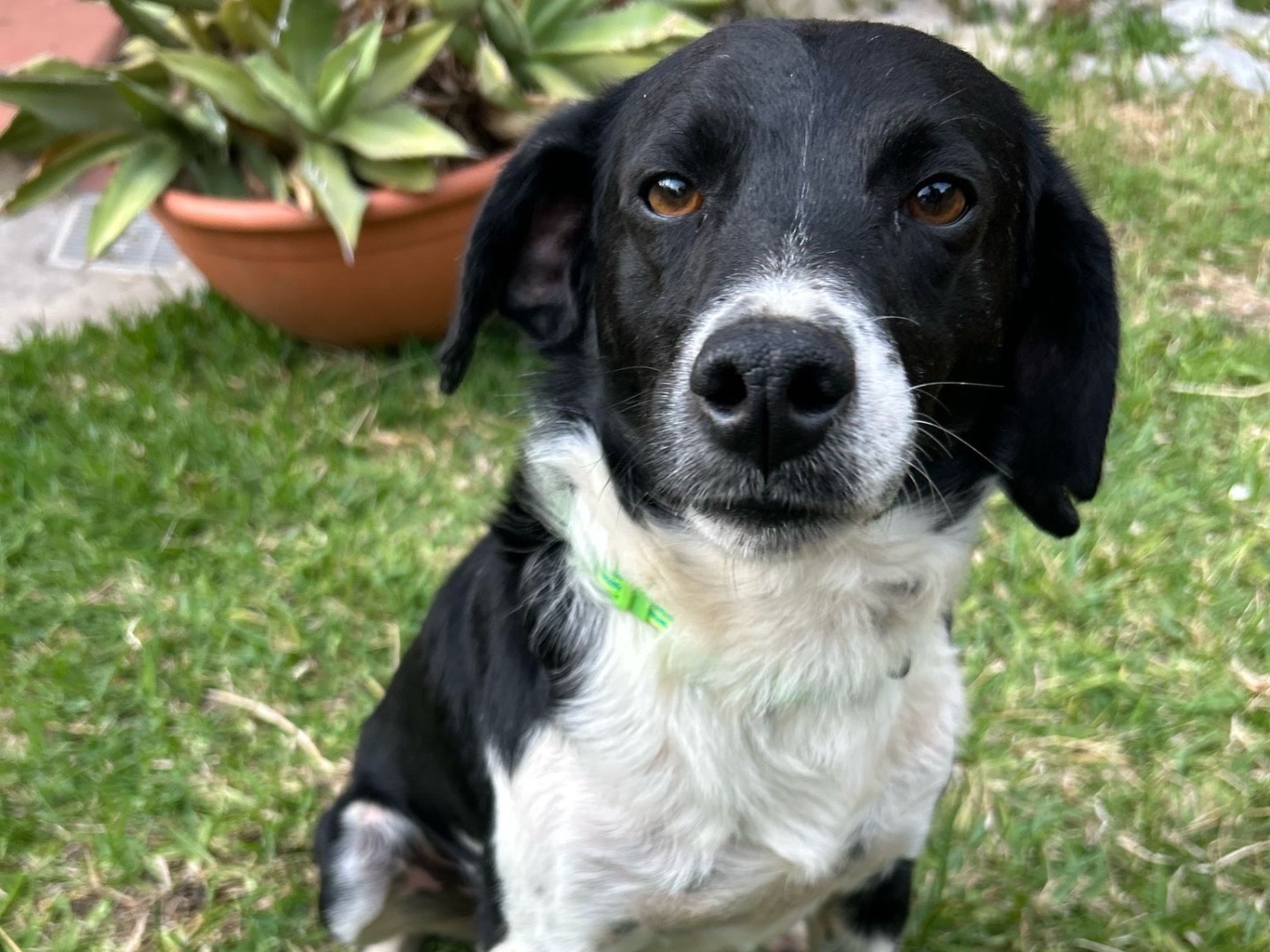 Adotta un cane, taglia media contenuta, maschio, Massa