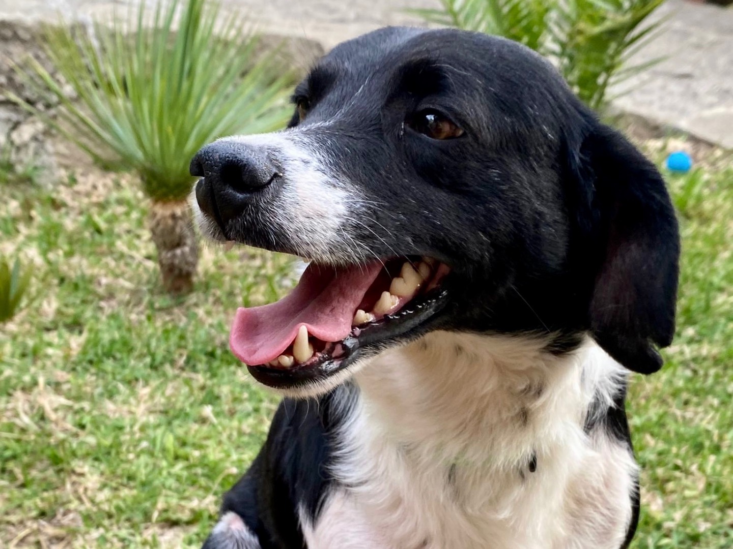 Vuoi adottare un cane a Massa?