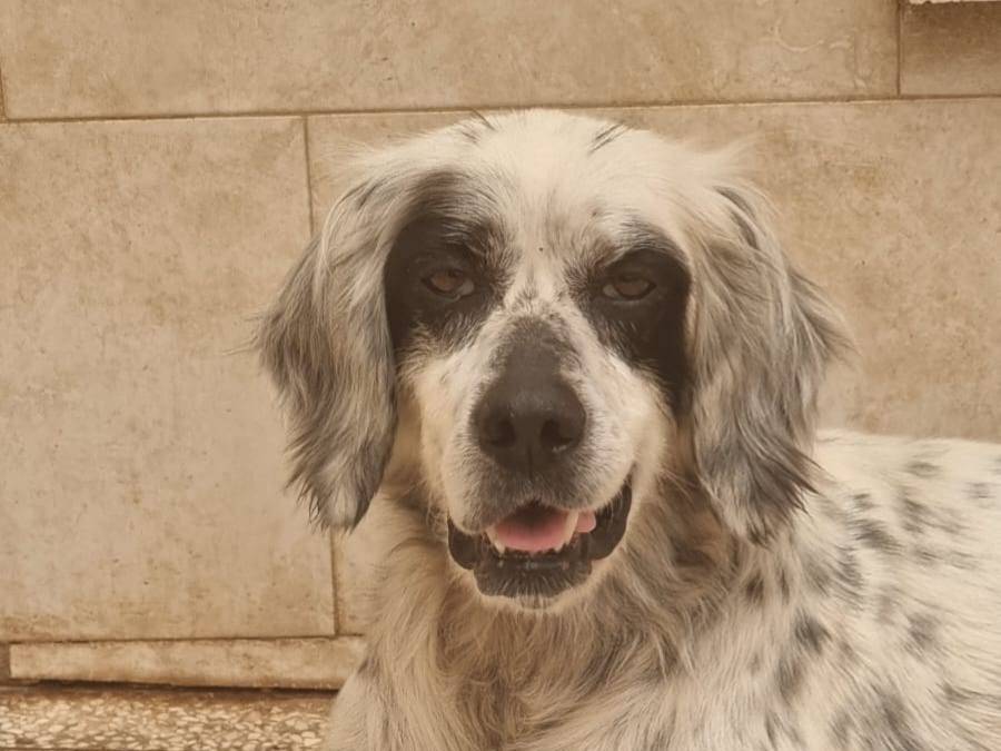 Adotta un cane, femmina, 11 anni  e 6 mesi , Caserta