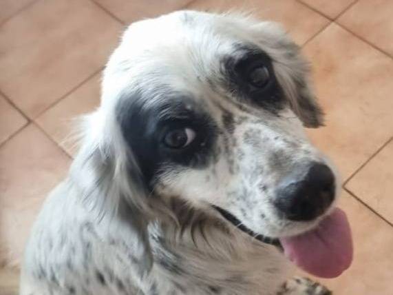 Adotta un cane, taglia media contenuta, femmina, Caserta