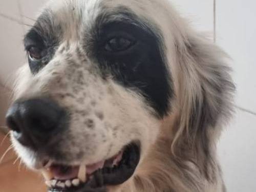 Vuoi adottare un cane a Caserta?