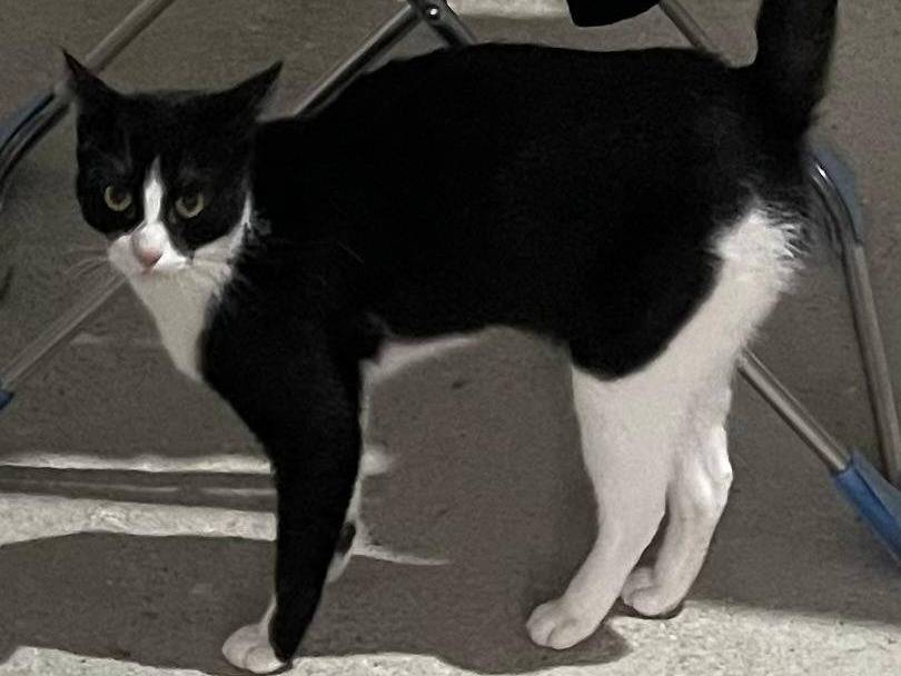 Adotta un gatto, femmina, 11 mesi, Verona