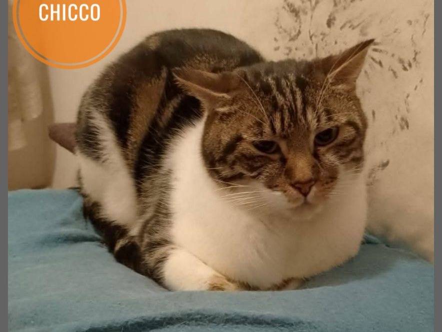 Foto dell'animale