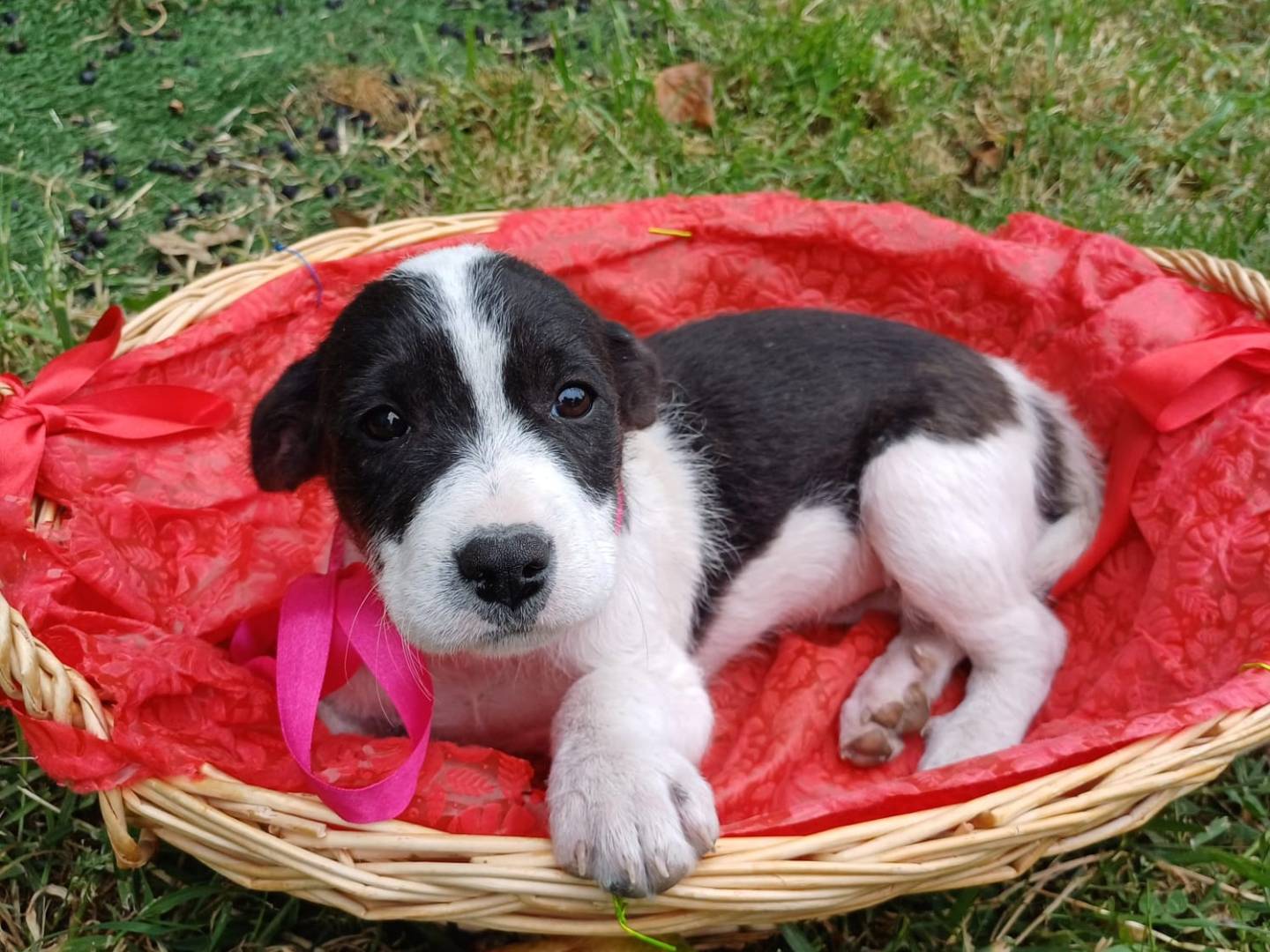 Foto dell'animale