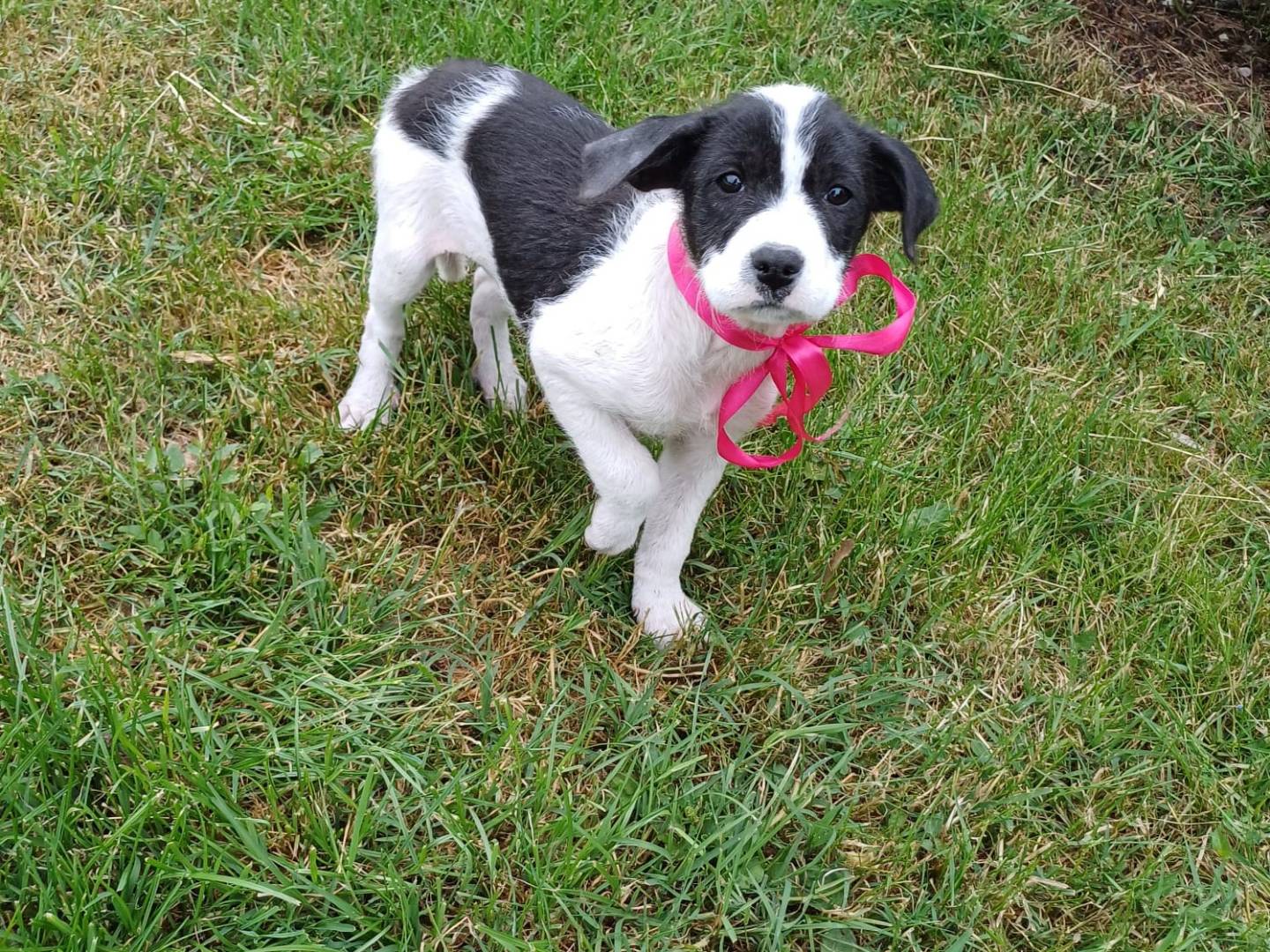Adotta un cane, femmina, 4 mesi, Napoli