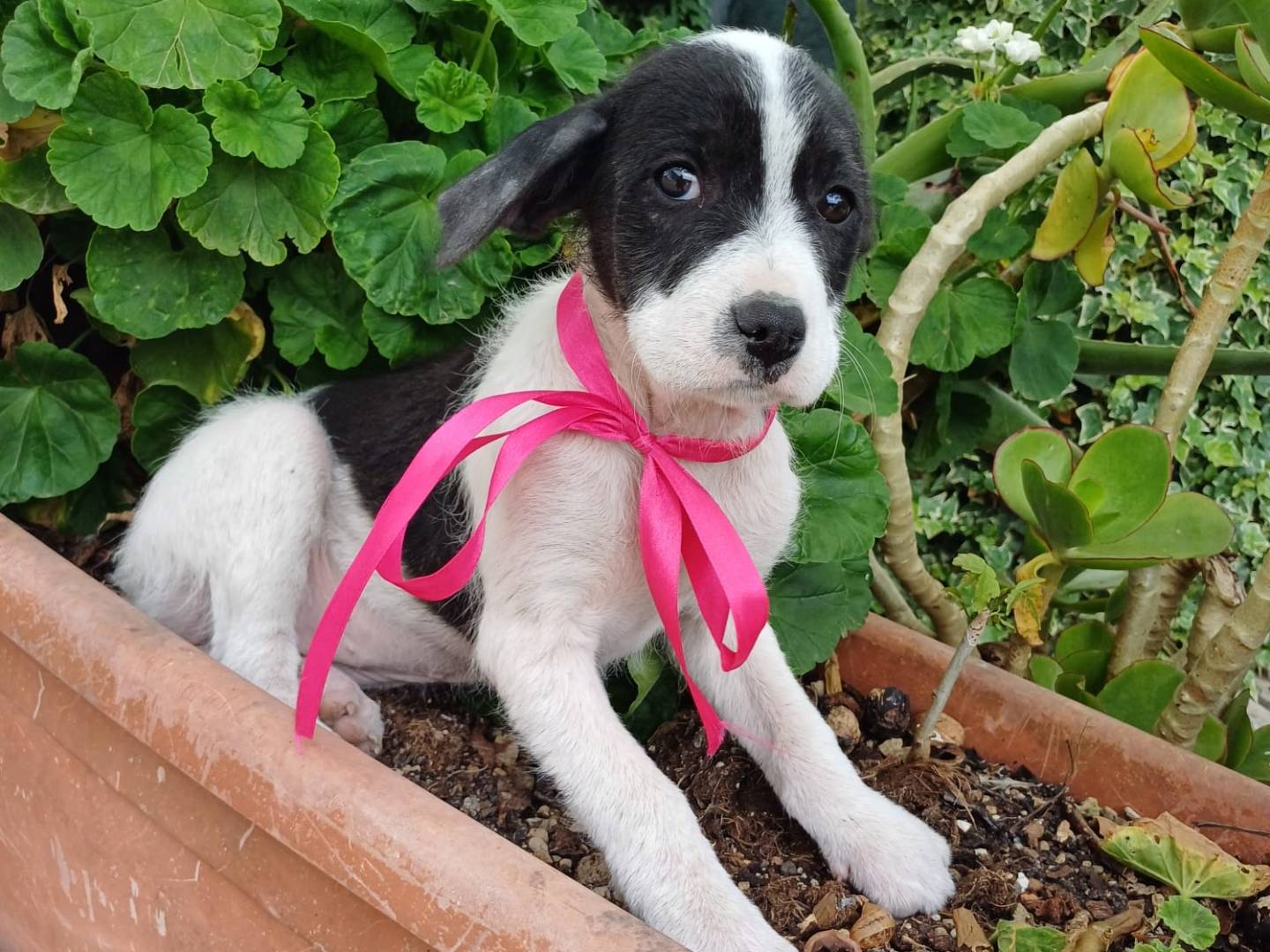 Adotta un cane, taglia media contenuta, femmina, Napoli