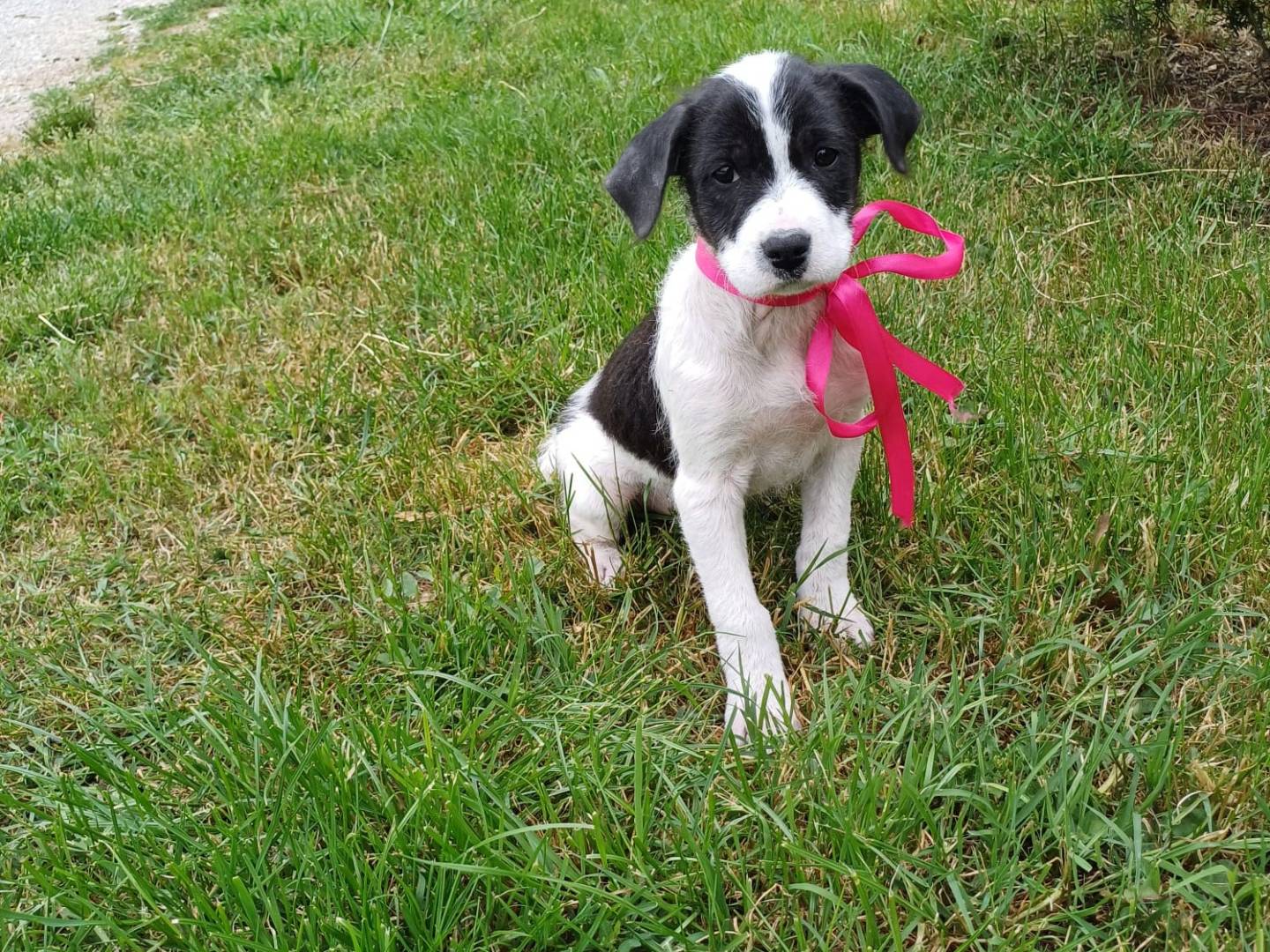 Vuoi adottare un cane a Napoli?