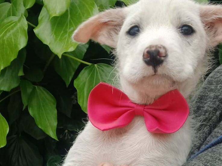 Adotta un cane, femmina, 4 mesi, Napoli