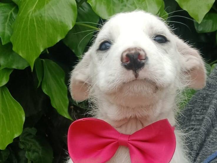 Adotta un cane, taglia media contenuta, femmina, Napoli