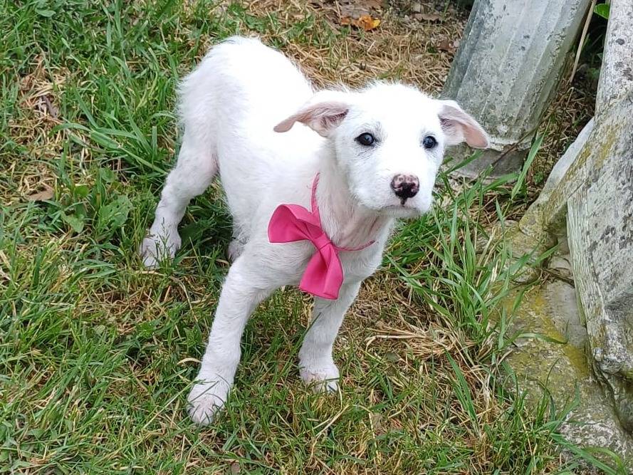 Vuoi adottare un cane a Napoli?