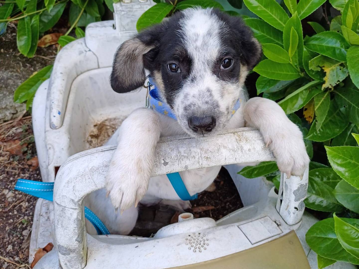 Adotta un cane, maschio, 3 mesi, Napoli