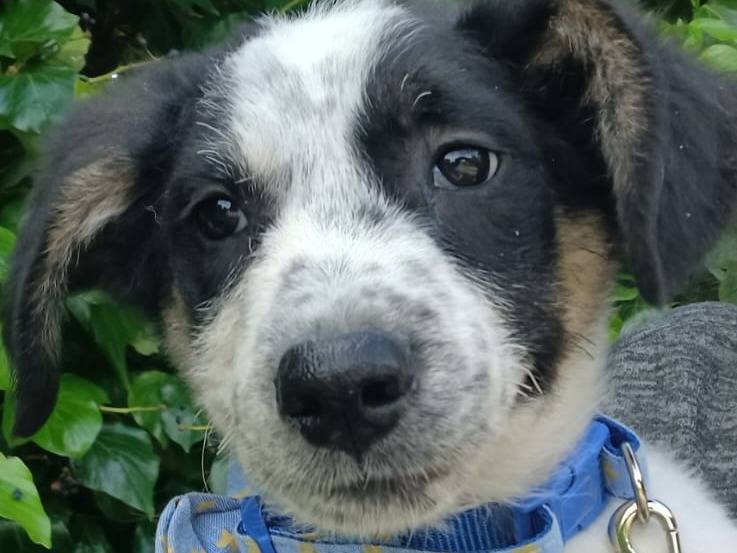 Adotta un cane, taglia media contenuta, maschio, Napoli