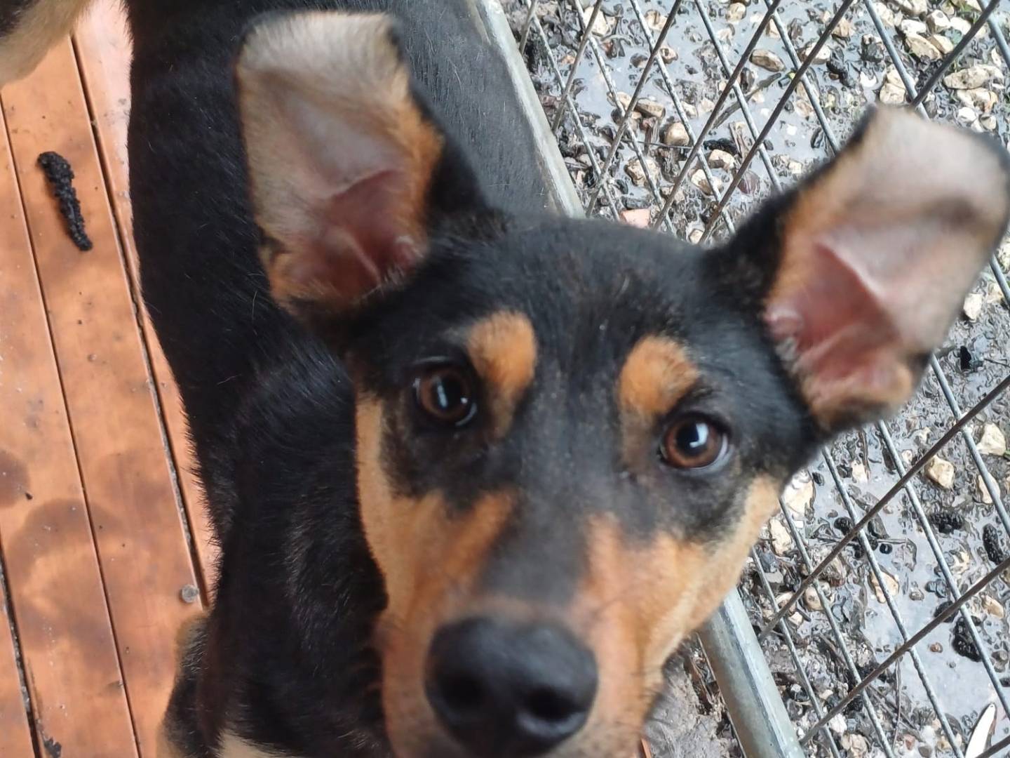 Adotta un cane, femmina, 9 mesi, Napoli