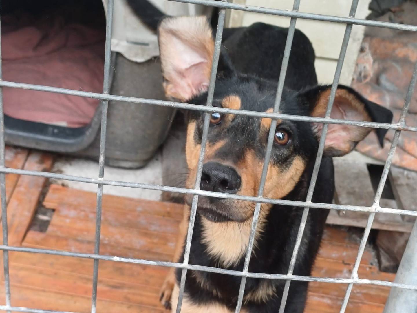 Adotta un cane, taglia media contenuta, femmina, Napoli