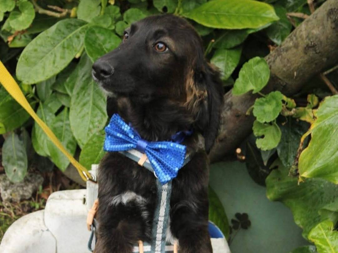 Adotta un cane, maschio, 6 mesi, Napoli